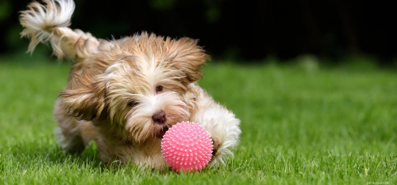 Kan hundar veta hur man spelar Fetch?