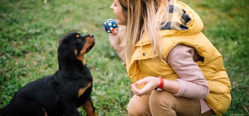 Os cães sabem brincar de buscar?