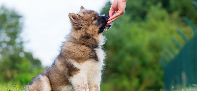 Les chiens peuvent-ils savoir jouer à trouver la friandise ?