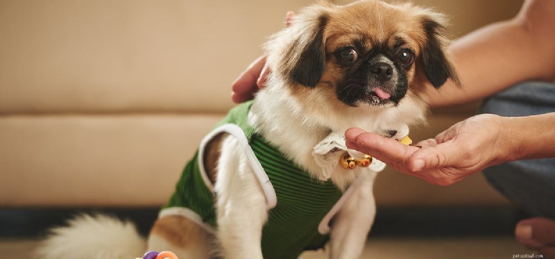 Kunnen honden weten hoe ze het lekkers moeten vinden?