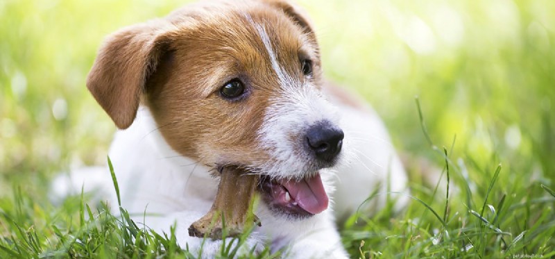 Kunnen honden weten hoe ze het lekkers moeten vinden?