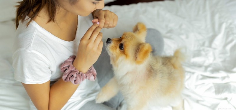 I cani possono sapere come giocare a trovare il dolcetto?
