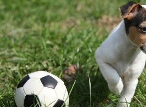 개가 플라이볼을 하는 방법을 알 수 있습니까?