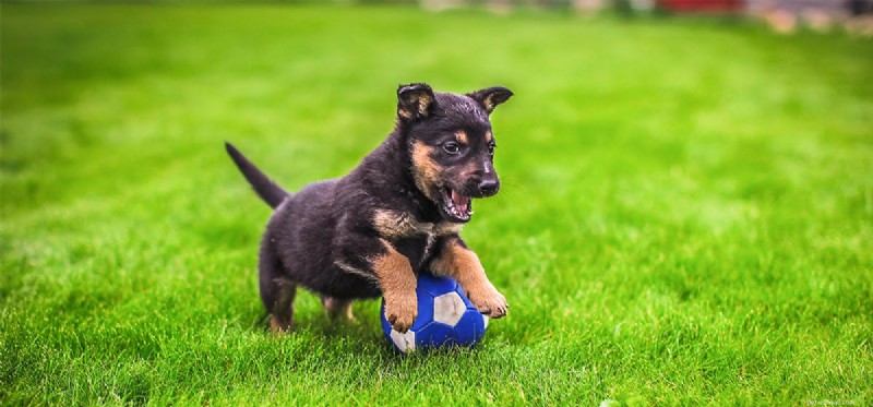 개가 플라이볼을 하는 방법을 알 수 있습니까?
