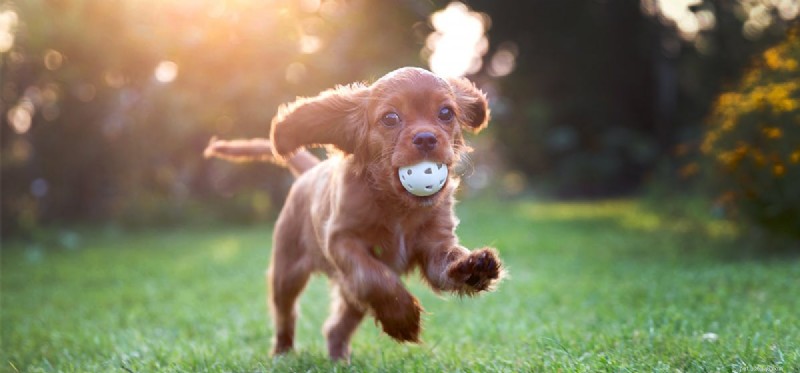 Kan hundar veta hur man spelar Flyball?
