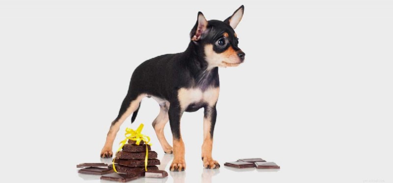 개가 초콜릿을 먹고도 살 수 있습니까?