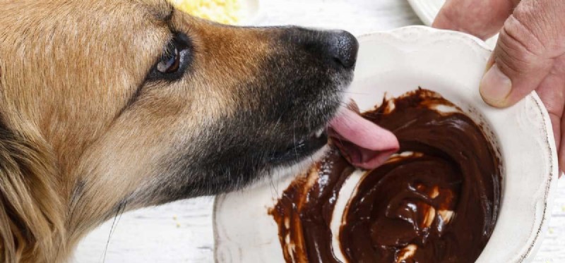 Kunnen honden leven na het eten van chocolade?