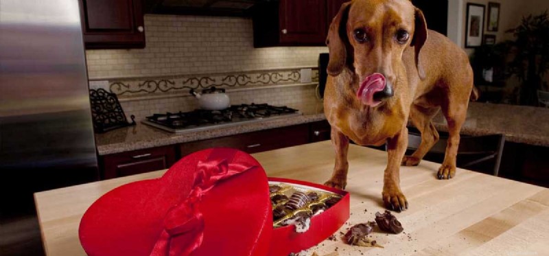 Os cães podem viver depois de comer chocolate?