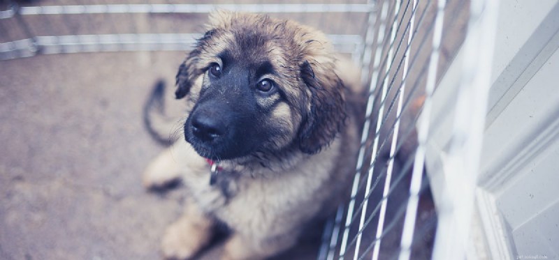 Os cães podem viver em canis ao ar livre?