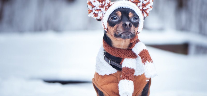 Kunnen honden in de sneeuw leven?