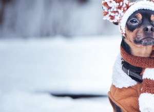 犬は雪の中でも生きられる?