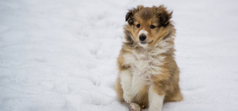 Kan hundar leva i snön?