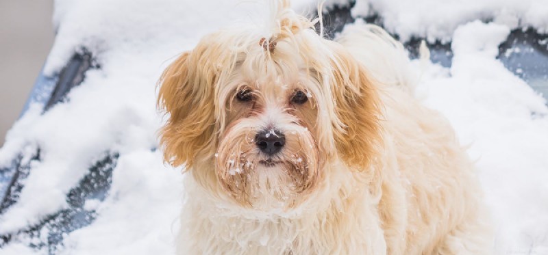 Kunnen honden in de sneeuw leven?