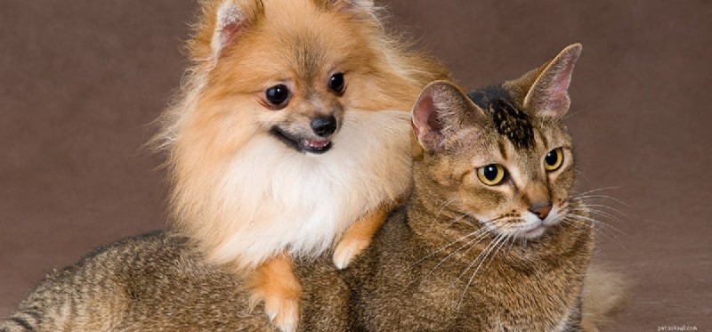 Os cães podem viver mais que os gatos?