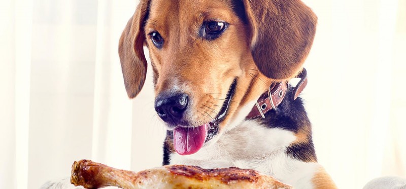 Kunnen honden leven van alleen vlees?