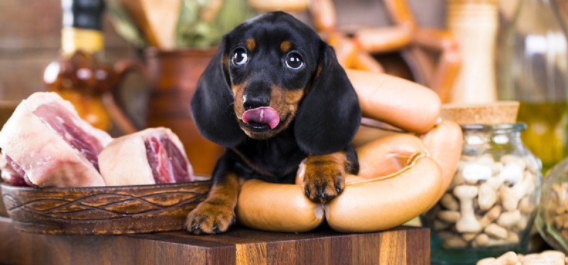 개는 고기만으로 살 수 있습니까?