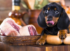 犬は肉だけで生きていける?