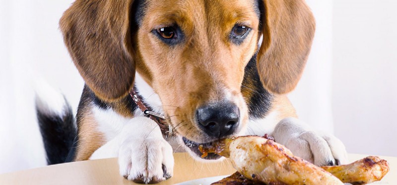 Kan hundar leva på just kött?