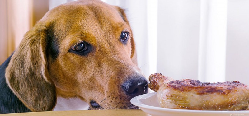 Могут ли собаки питаться только мясом?