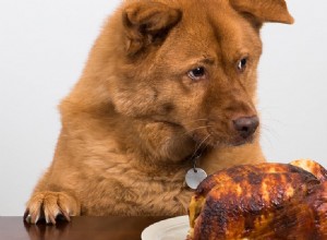 Могут ли собаки питаться одним мясом?