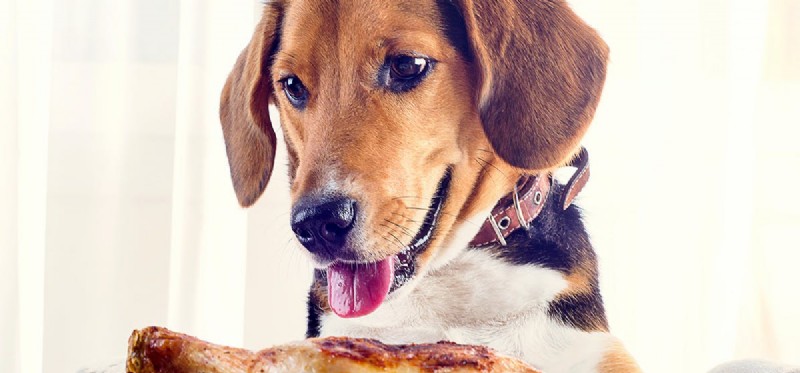 Kunnen honden leven van alleen vlees?