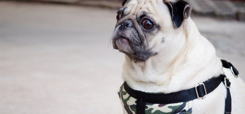 Os cães podem viver em bases militares?