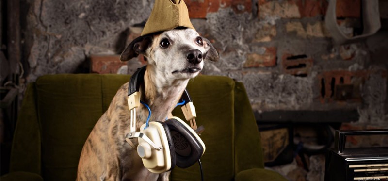 Kunnen honden op militaire bases leven?