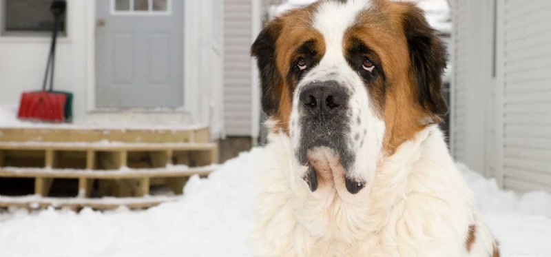 Kan hundar leva utomhus hela året?