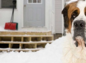 Mohou psi žít venku celý rok?