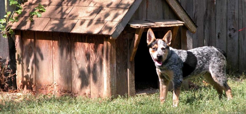 Kan hundar leva utomhus hela året?