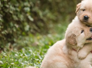 Mohou psi žít spolu po boji?