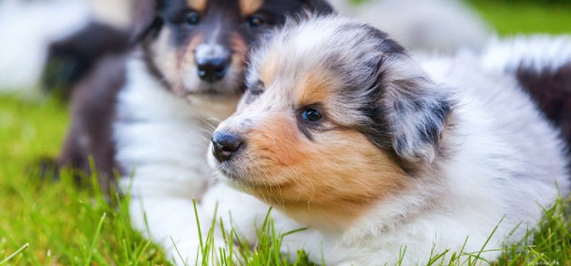 Kan hundar leva tillsammans efter att ha slagits?
