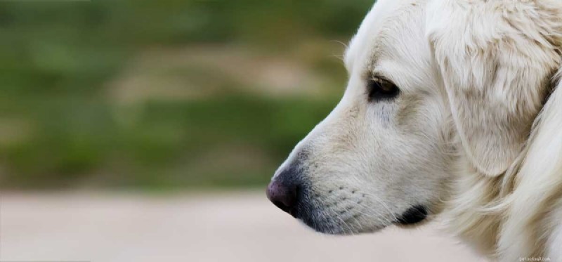 Kunnen honden leven met dementie?