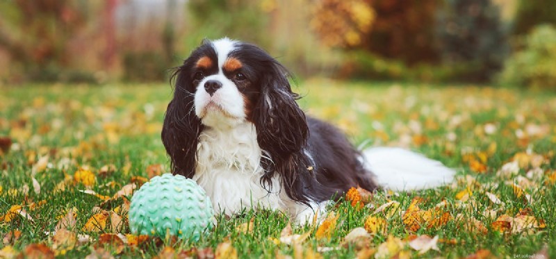 Kan hundar leva med armbågsdysplasi?