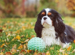 Mohou psi žít s dysplazií loktů?