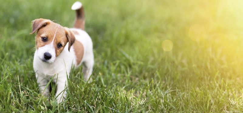 Kan hundar leva med armbågsdysplasi?