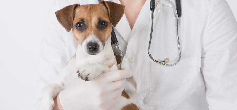 Могут ли собаки жить с дисплазией локтевого сустава?