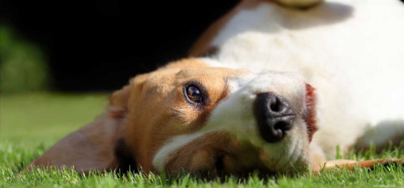 Kan hundar leva med epilepsi?