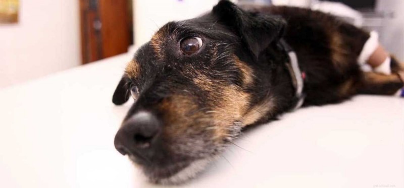 Mohou psi žít s epilepsií?