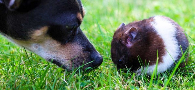 Kunnen honden samenleven met hamsters?