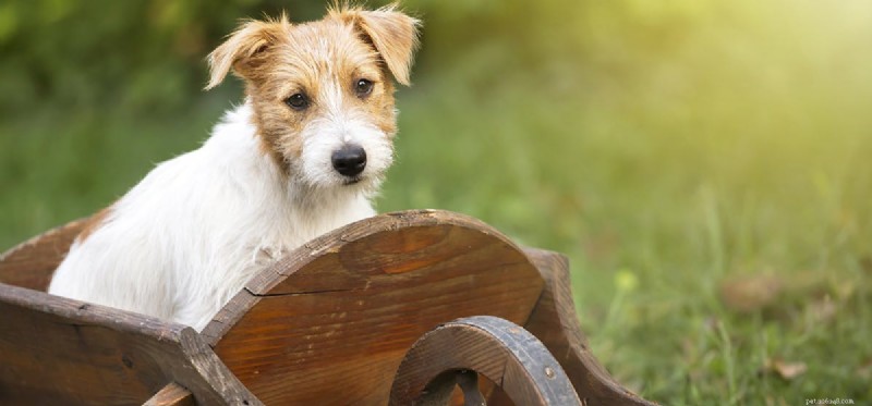 Kan hundar leva med huskaniner?