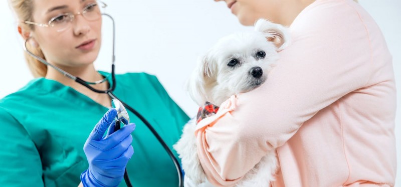 Kunnen honden leven met een nierziekte?