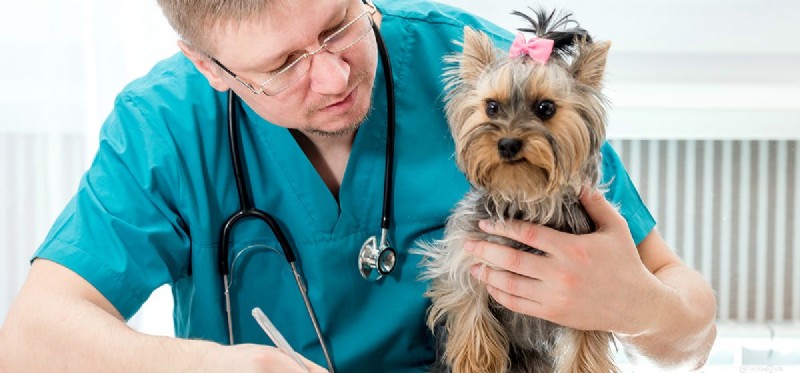 Kan hundar leva med njursjukdom?