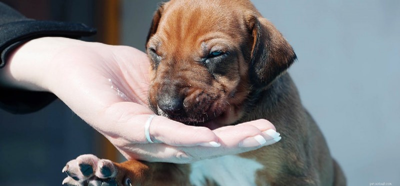 I cani possono convivere con malattie renali?