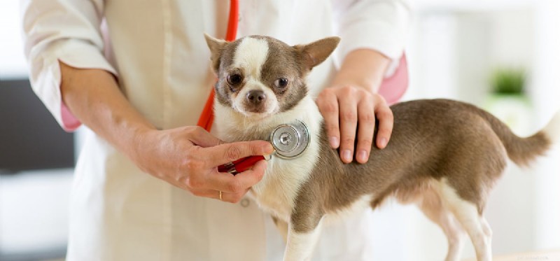 Kan hundar leva med njursvikt?