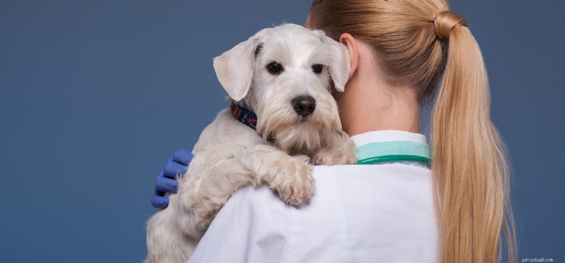 I cani possono vivere con insufficienza renale?