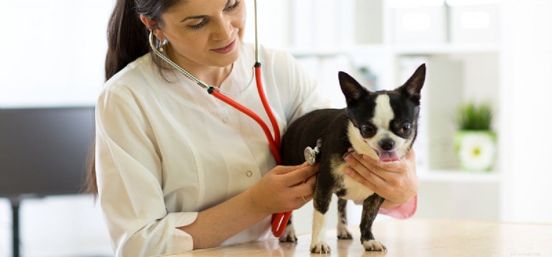 Kan hundar leva med njursvikt?