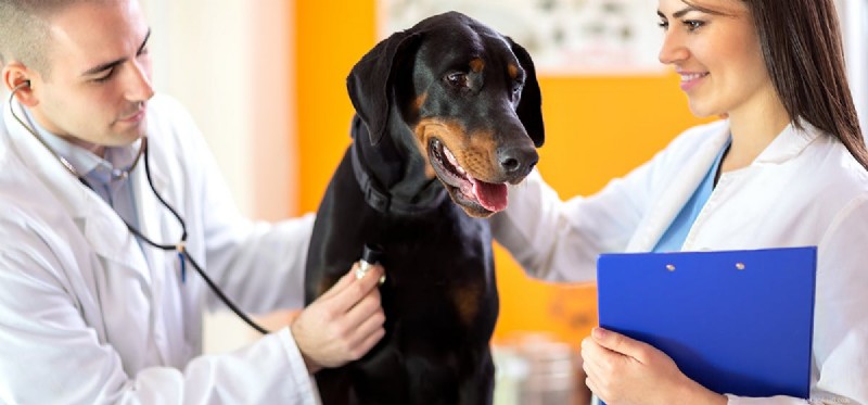 Os cães podem viver com tumores de mastócitos?