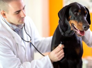 犬はマスト細胞腫瘍を持っていても生きていける?