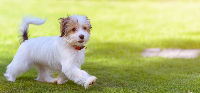 Kunnen honden leven met mestceltumoren?